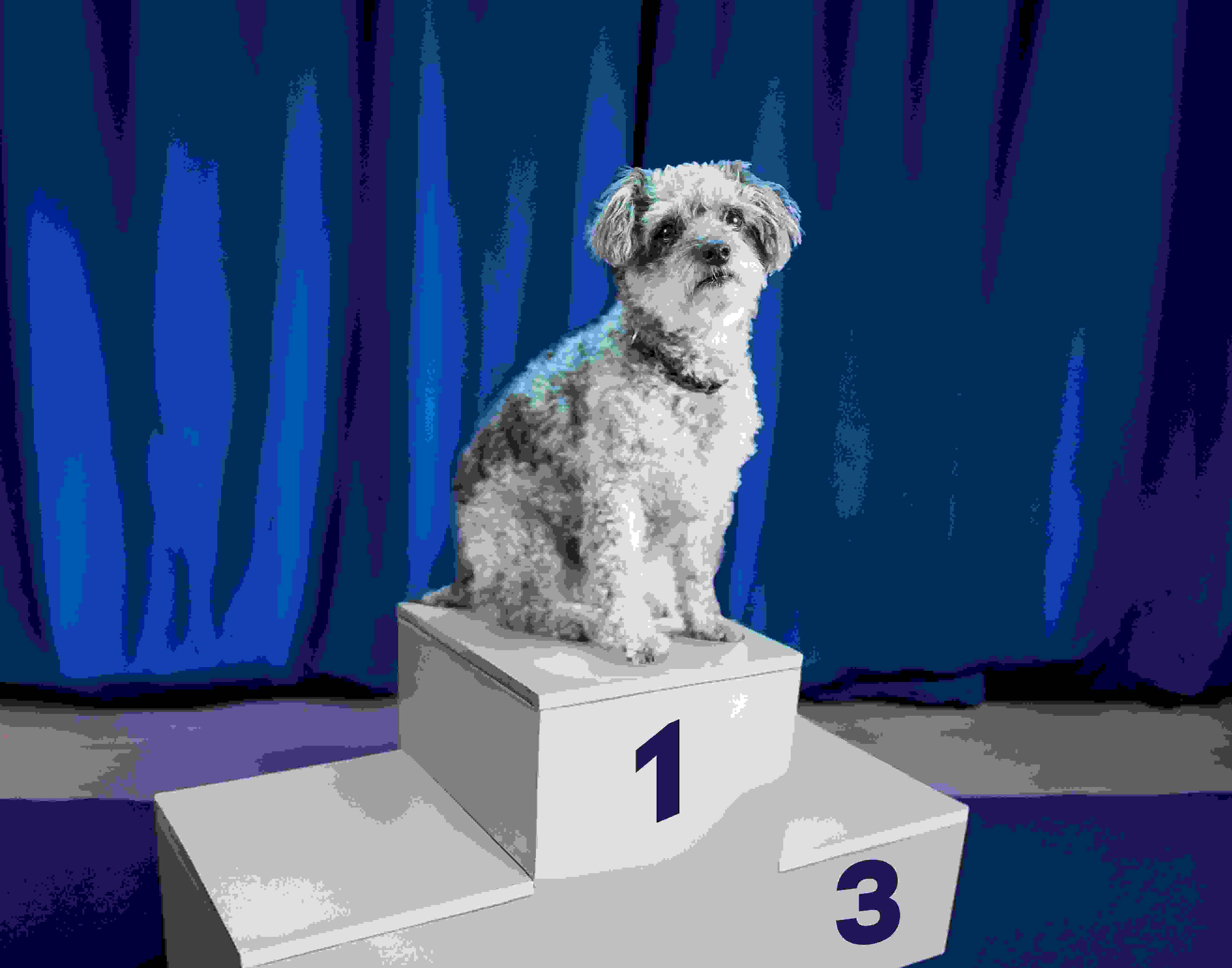 Hund Evita auf Siegerpodest Platz 1 vor blauem Vorhang. Award-Verleihung, Eventfotografie mit Humor.Markenerlebnis, Brand Experience, Eventplanung, Publicevent, Eventagentur Bern, Technik, Beleuchtung, Live Kommunikation, Corporate-Event
