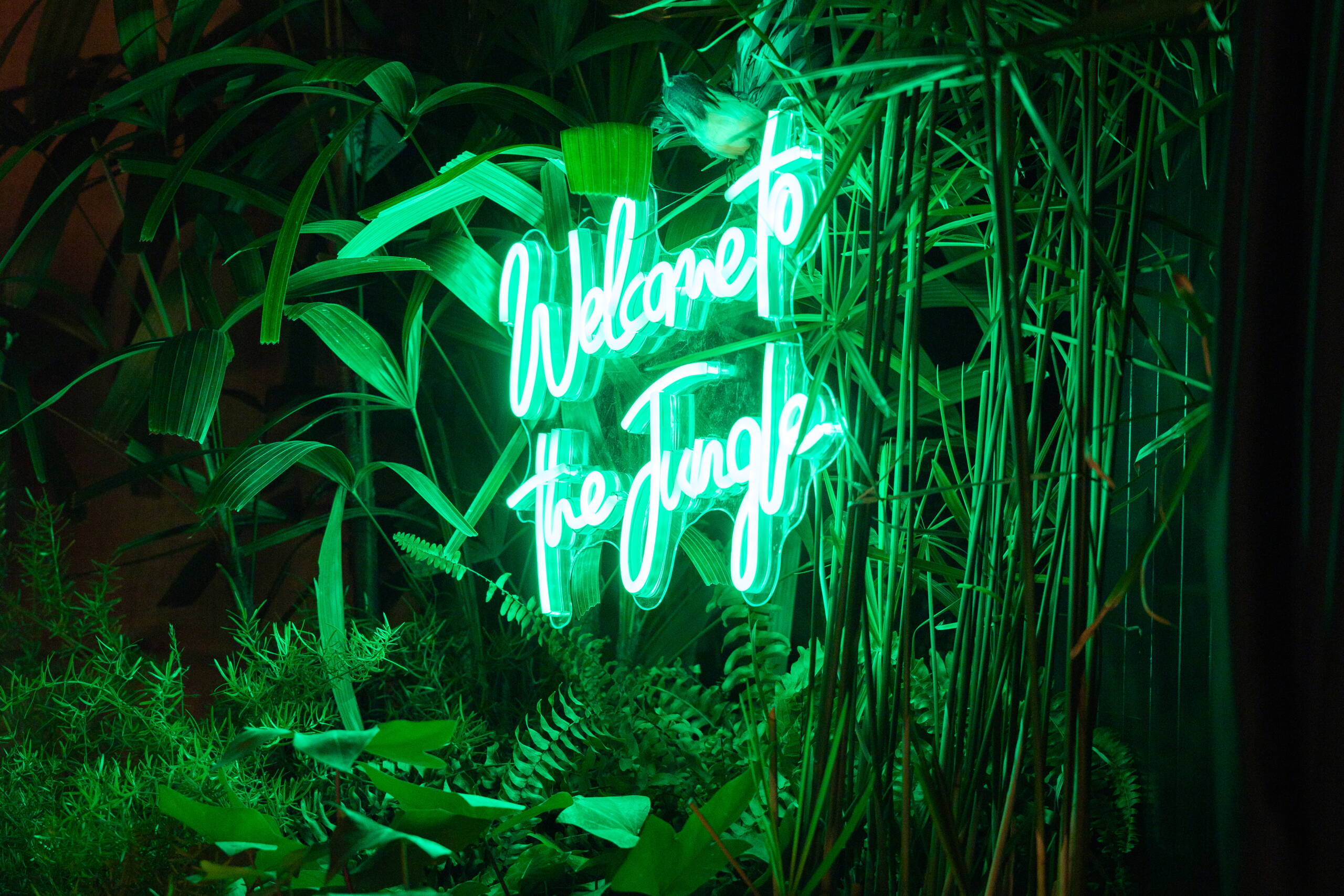 evenjo_netzwerkanlass_cleverclip_unfold_welcome.jpg Neon-Schriftzug „Welcome to the Jungle“ umgeben von tropischen Pflanzen – Eventdekoration, Bühnendesign, Unfold 2024 Business-Event. Corporate Event, Eventbühne, Eventdesign, grüne Lichtstimmung, Dschungel Deko, Business Event, live kommunikation, Eventagentur bern, eventplanung, firmenevents, teamevents bern, jubiläumsfeier, networking anlass, mitarbeiter:innenanlass, Technik, Public Events, Sport und Entertainment Events, markenerlebnis, Brand Experience