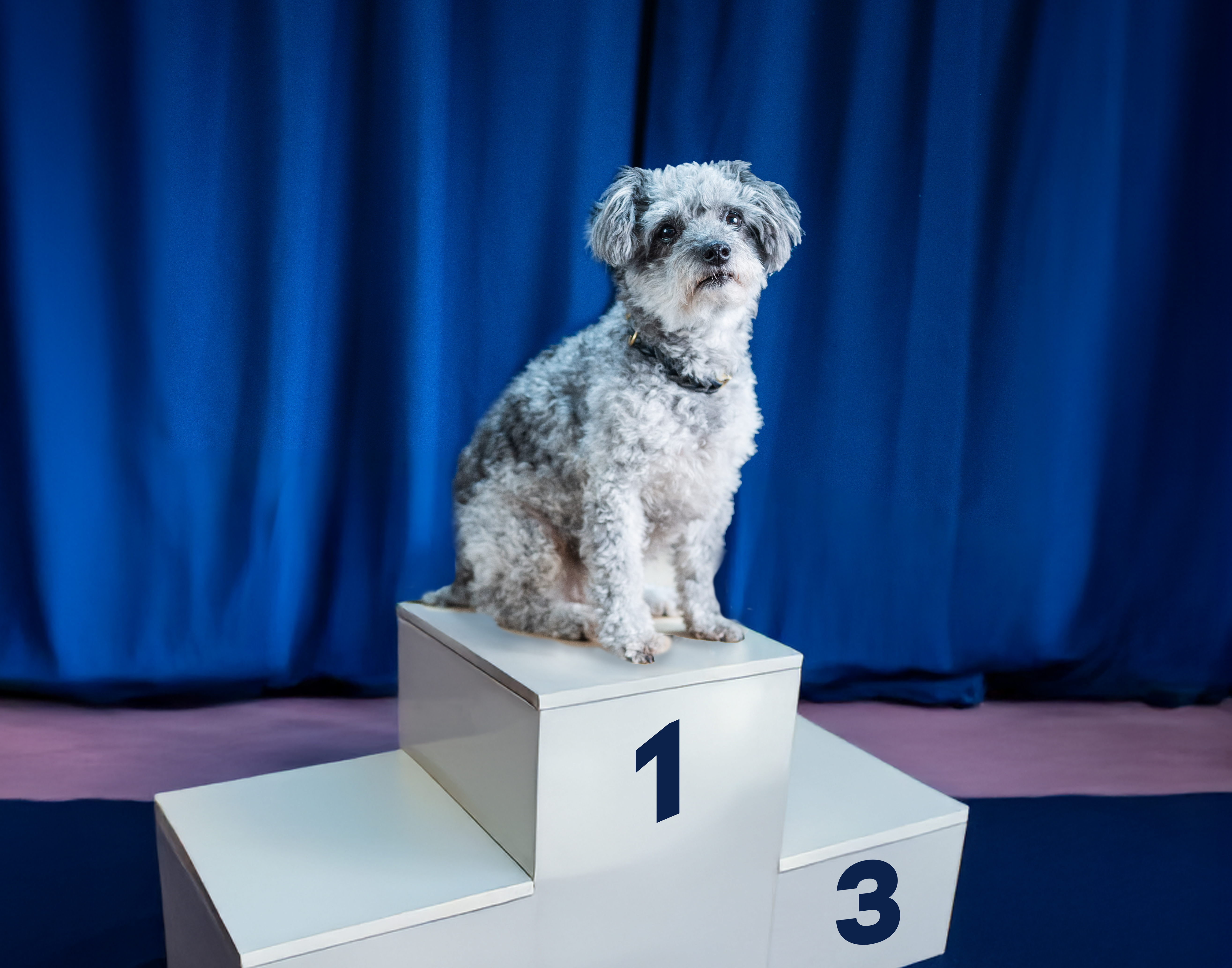 Sport_Entertainment_Events.jpg Hund Evita auf Siegerpodest Platz 1 vor blauem Vorhang. Award-Verleihung, Eventfotografie mit Humor.Markenerlebnis, Brand Experience, Eventplanung, Publicevent, Eventagentur Bern, Technik, Beleuchtung, Live Kommunikation, Corporate-Event